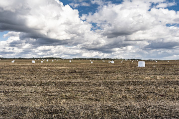 Bales of hay in white polyethylene film, field after harvest, autumn landscape with cloudy sky