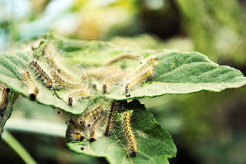Aporia crataegi (black-veined white) caterpillars eating green acer leaves, close up macro detail, soft blurry bokeh