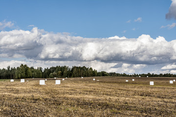 Bales of hay in white polyethylene film, field after harvest, autumn landscape with cloudy sky