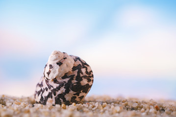 tropical seashell sea shell with ocean , beach and seascape