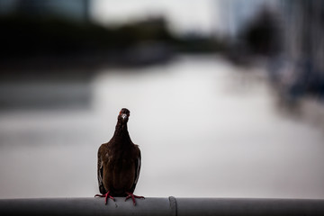 Curious pigeon