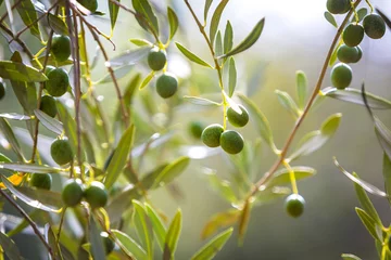 Küchenrückwand glas motiv Olivenbaum Oliven am Baum kurz vor der Ernte