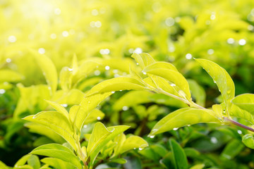 Water drops on green leaves freshness on nature background. Young shoots of pale green leaves on tree in the morning.