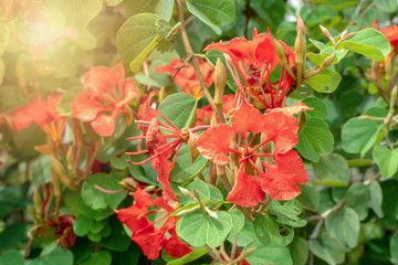 Decorative brick red flowers of Bauhinia galpinii tree Red Orchid Bush with hoofed petals and green leaves flowering in summer on natural background.