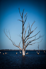 White tree of hope