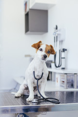 dog doctor in the veterinary