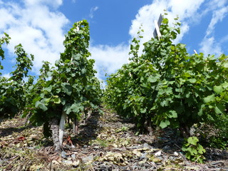 Weinstöcke in Graach / Mosel