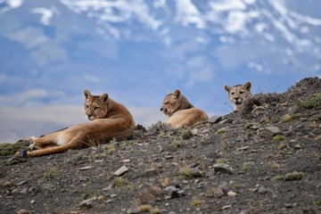 Puma Family