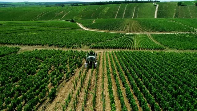 Vendanges dans les vignes 