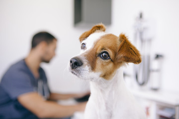 small little dog on a veterinary appointment