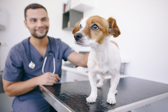 scared dog of the veterinary consultation