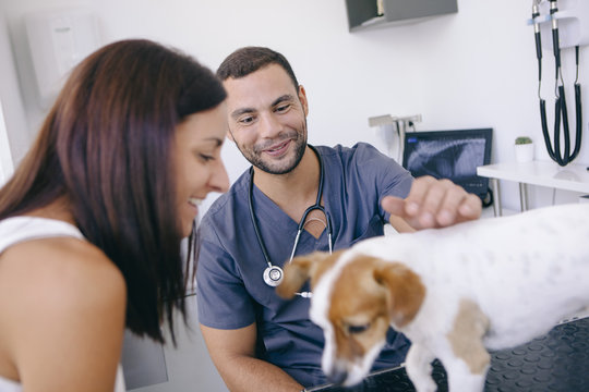 healthy puppy on the vet