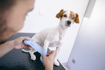 doctor healing an injury with a professional bandage