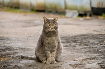 Cat sitting on the pavement in the fall