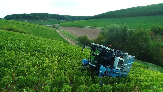 Vendanges dans les vignes 