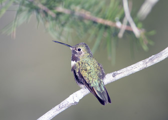 Broad-Tailed Hummingbird