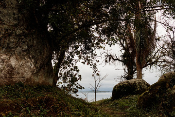 vista do mar através da mata