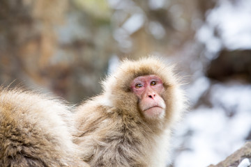 macaque monkey in a bath in japan
