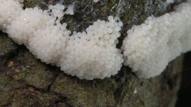 Time-lapse of a slime mould forming fruiting bodies. Lives freely as single cells, are aggregating together here to form multicellular reproductive structures. On a rotting log in Ecuador.