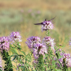 Hummingbirds on wild flowers Rocky Mountain Bee Plant (Cleome serrulata)  in the desert