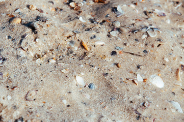 Fototapeta na wymiar Background of sea sand with seashells on the beach of the sea, ocean with waves