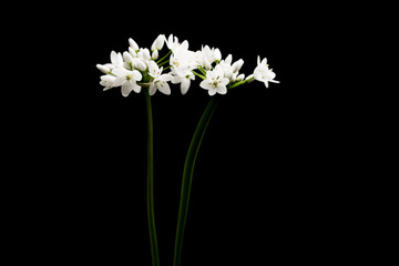 白い花　黒バック