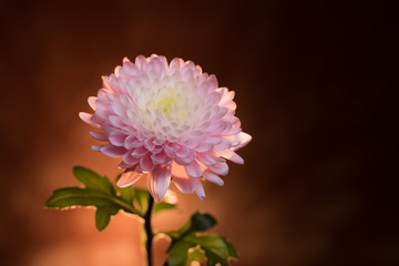 スプレーマム　茶色バック