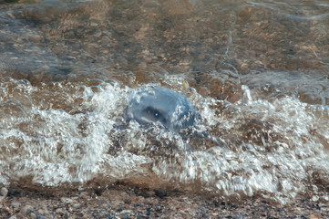 The background of the sea wave nailed to the shore of the jellyfish
