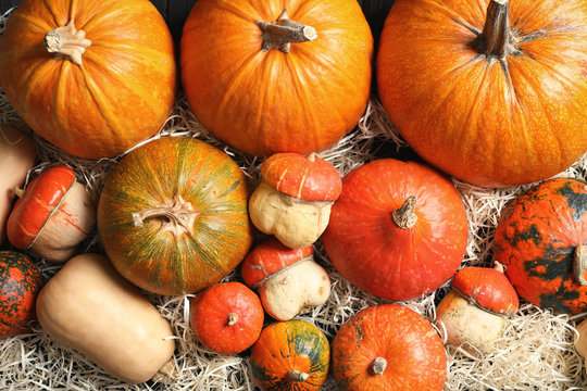 Many different pumpkins as background. Autumn holidays