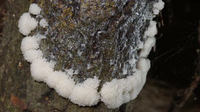 Time-lapse of a slime mould forming fruiting bodies. Lives freely as single cells, are aggregating together here to form multicellular reproductive structures. On a rotting log in Ecuador.