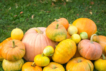 Photo of harvest of pumpkins