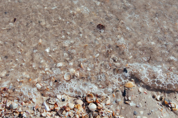 Background of sea sand with seashells on the beach of the sea, ocean with waves