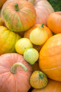 Photo from top of harvest of orange pumpkins