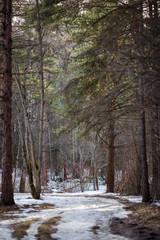 Image of snow trail and trees in forest
