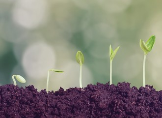 Growth of new life on  background