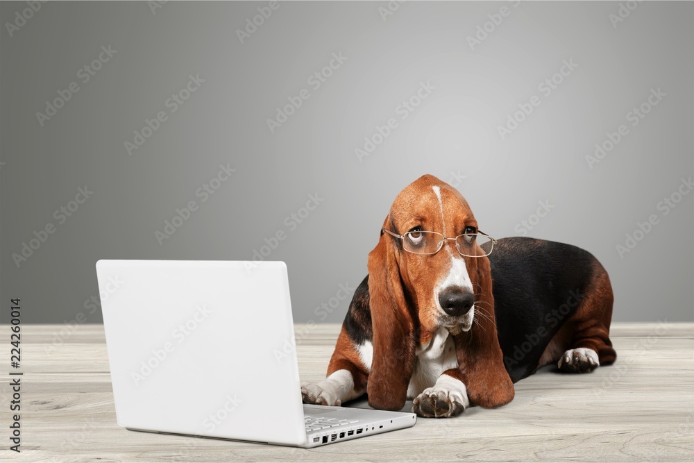 Poster Basset Hound dog with laptop  on background