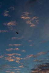 Little bird with its wings open