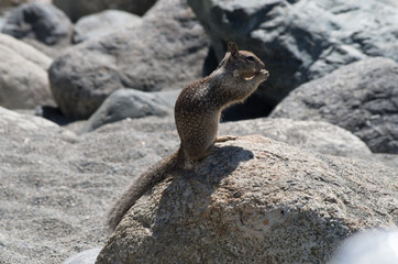 Eichhörnchen
