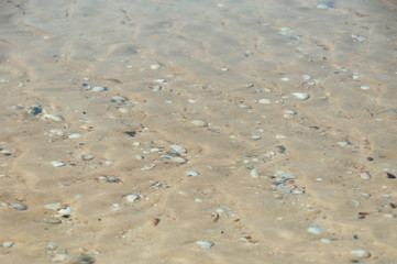 Sea bottom sand and seashells under the layer of water on a hot summer