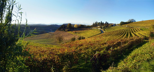 Naklejka premium Vigneti in Monferrato
