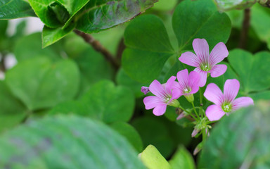Little violet flowers in frot of a trebol leaf