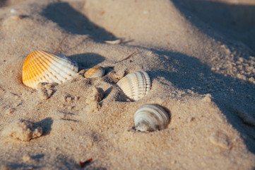 Seashore beach with sand, footprints in the sand, sand and seashells summer