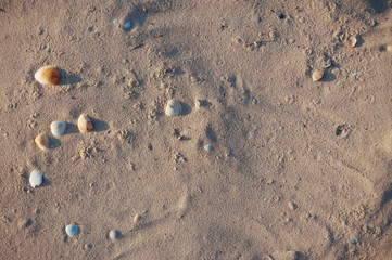 Seashore beach with sand, footprints in the sand, sand and seashells summer