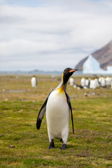 Fototapeta premium penguin in the arctic
