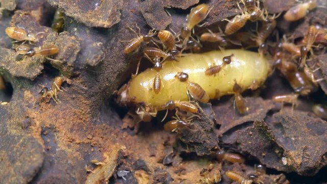 Queen and king termites in a chamber deep in the nest tended by workers. The queen is huge and bloated with eggs, the king is much smaller but bigger than the workers and is to the right of the queen.