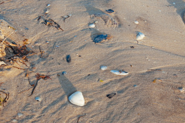 Seashore beach with sand, footprints in the sand, sand and seashells summer