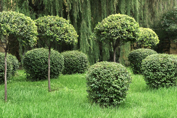 shorn bushes in the park