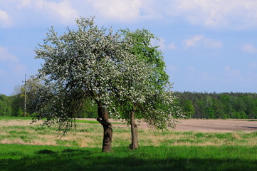 Ancient apple tree blossom