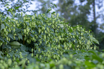Wild hops, thickets. Hops in the wild flies tall trees