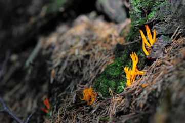 yellow stagshorn (Calocera viscosa), is a jelly fungus, a member of the Dacrymycetales. fruiting body